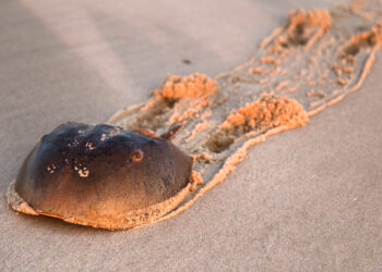 Quel animal a le sang jaune ?