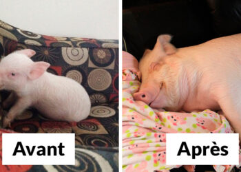 Quel animal a un seul partenaire ?