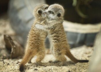 Quel animal aime les câlins ?