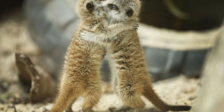 Quel animal aime les câlins ?