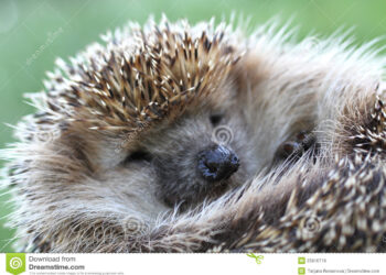 Quel animal aime les caresses ?