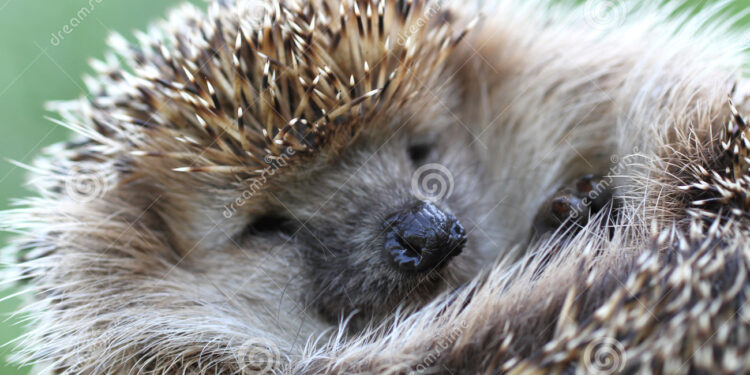 Quel animal aime les caresses ?