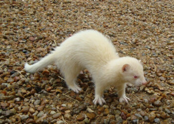 Quel animal attaque les poules la nuit ?