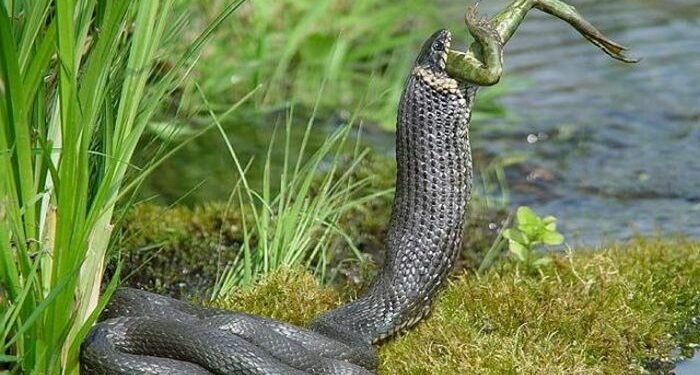 Quel animal bat le serpent ?