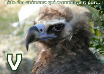 Quel animal commence par K ?