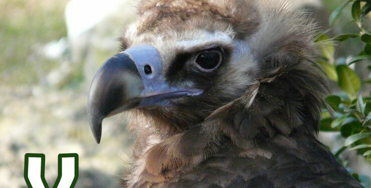 Quel animal commence par K ?