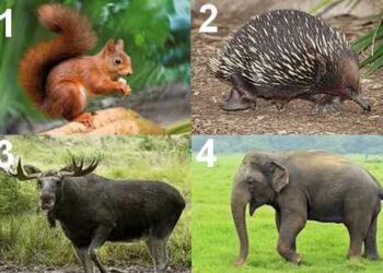 Quel animal commence par R ?