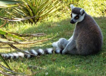 Quel animal commence par R ?