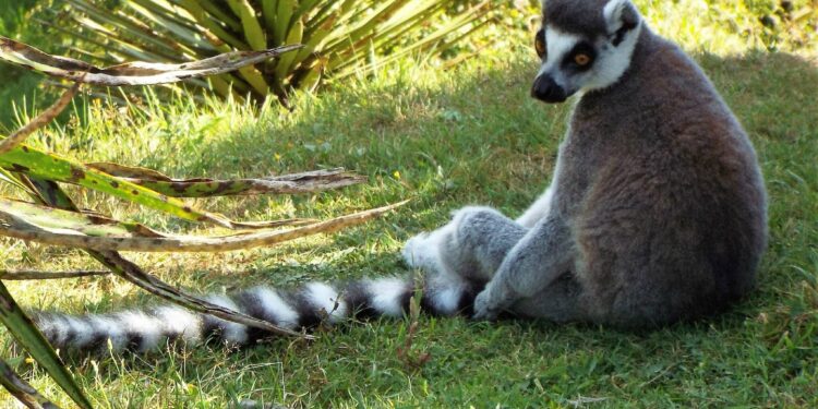 Quel animal commence par R ?