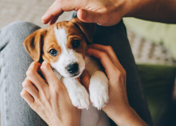 Quel animal commence par Z ?