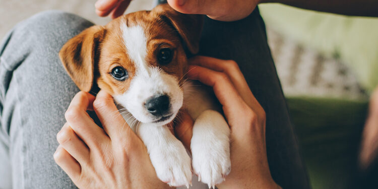 Quel animal commence par Z ?