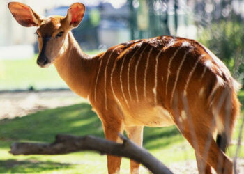 Quel animal commence par i ?