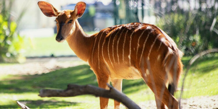 Quel animal commence par i ?