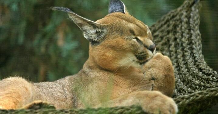 Quel animal commence par un M ?