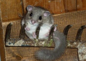 Quel animal dans mon plafond ?