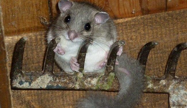 Quel animal dans mon plafond ?