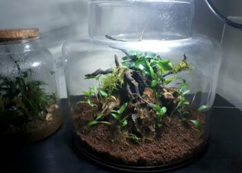 Quel animal dans un Aquaterrarium ?