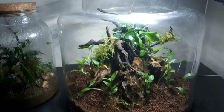 Quel animal dans un Aquaterrarium ?