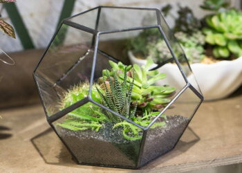 Quel animal dans un Paludarium ?