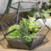 Quel animal dans un Paludarium ?