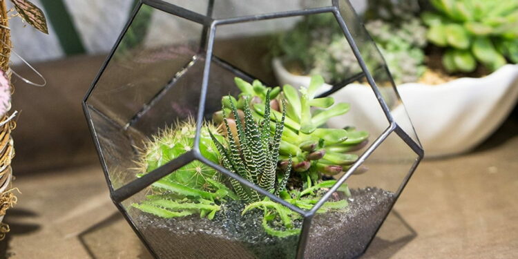 Quel animal dans un Paludarium ?