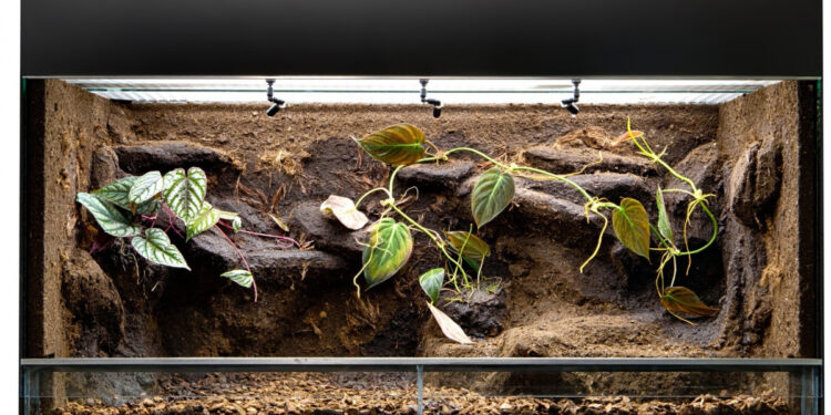 Quel animal dans un mini terrarium ?