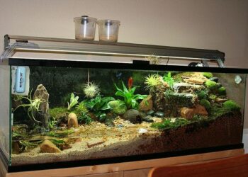 Quel animal dans un paludarium ?
