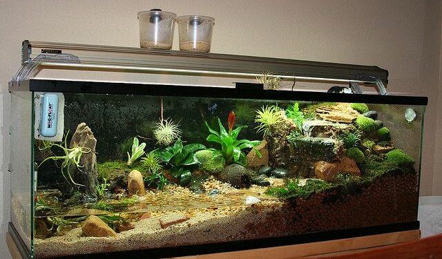 Quel animal dans un paludarium ?