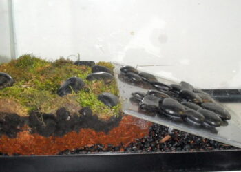 Quel animal dans un paludarium ?