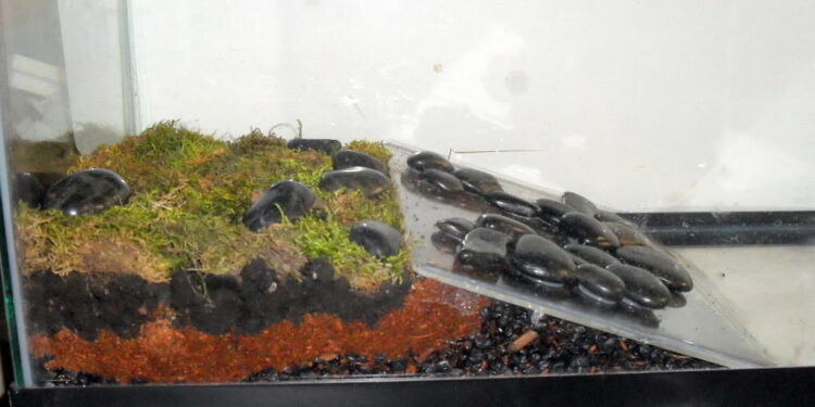 Quel animal dans un paludarium ?