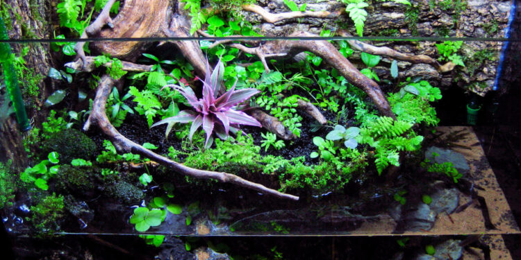 Quel animal dans un paludarium ?
