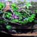 Quel animal dans un paludarium ?