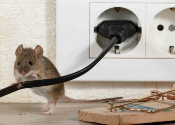 Quel animal de compagnie ne mord pas ?