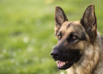 Quel animal de compagnie ne mord pas ?