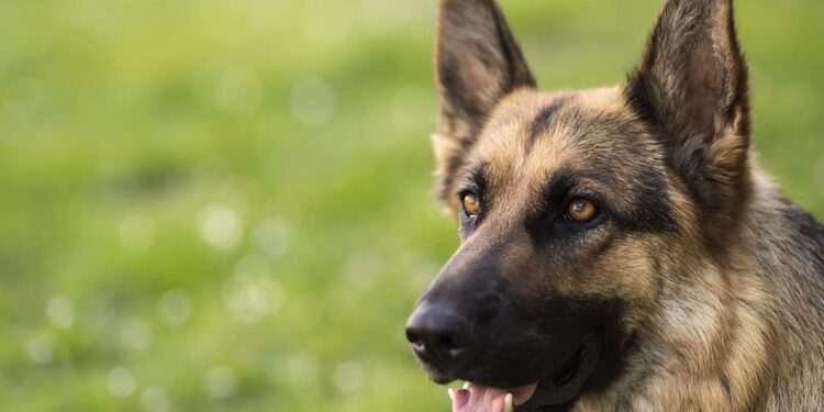 Quel animal de compagnie ne mord pas ?