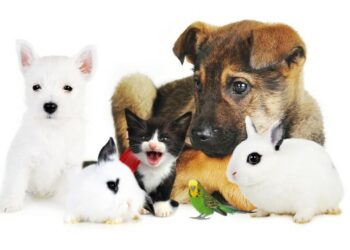 Quel animal de compagnie ne pue pas ?