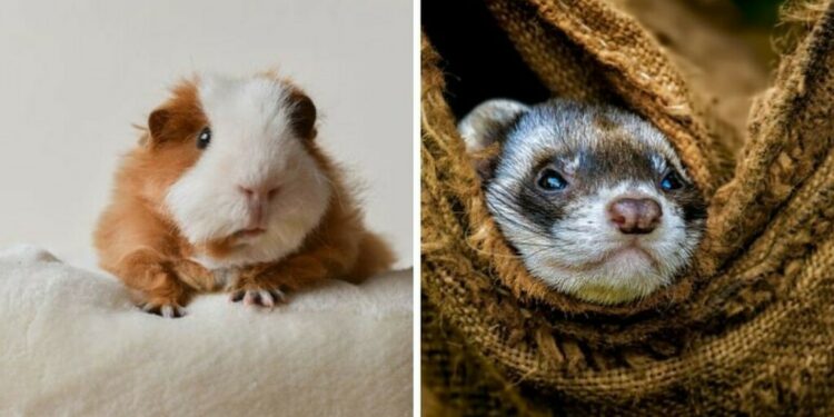 Quel animal de compagnie peut rester seul ?