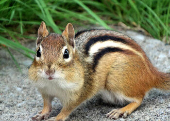 Quel animal de compagnie peut rester seul ?