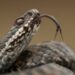 Quel animal domestique chasse les serpents ?