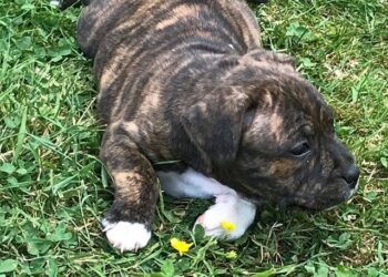 Quel animal est Rouky ?