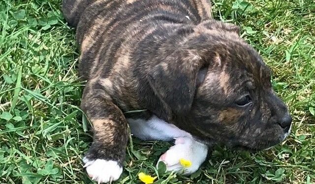 Quel animal est Rouky ?