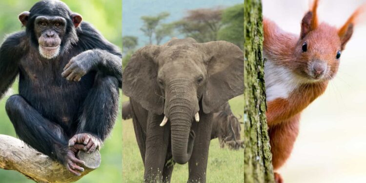 Quel animal est égoïste ?