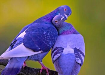 Quel animal est fidèle en amour ?