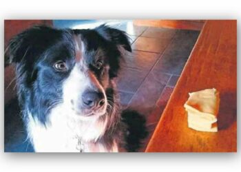 Quel animal est le plus loyal ?