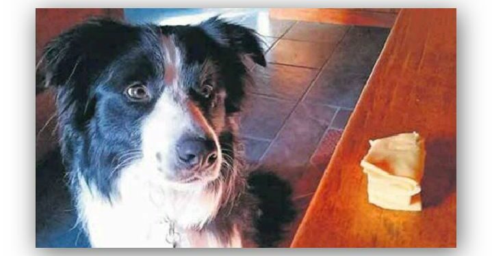 Quel animal est le plus loyal ?