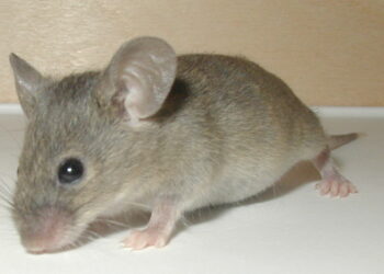 Quel animal est toujours heureux ?