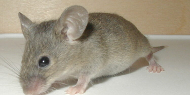 Quel animal est toujours heureux ?