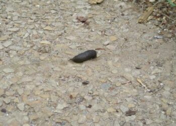 Quel animal fait des petites crottes noires ?