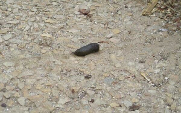 Quel animal fait des petites crottes noires ?