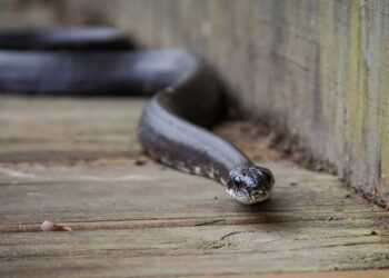 Quel animal fait fuir les serpents ?